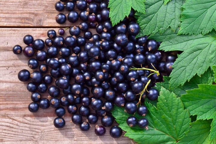 Le cassis, le petit fruit qui fait les grands gourmands