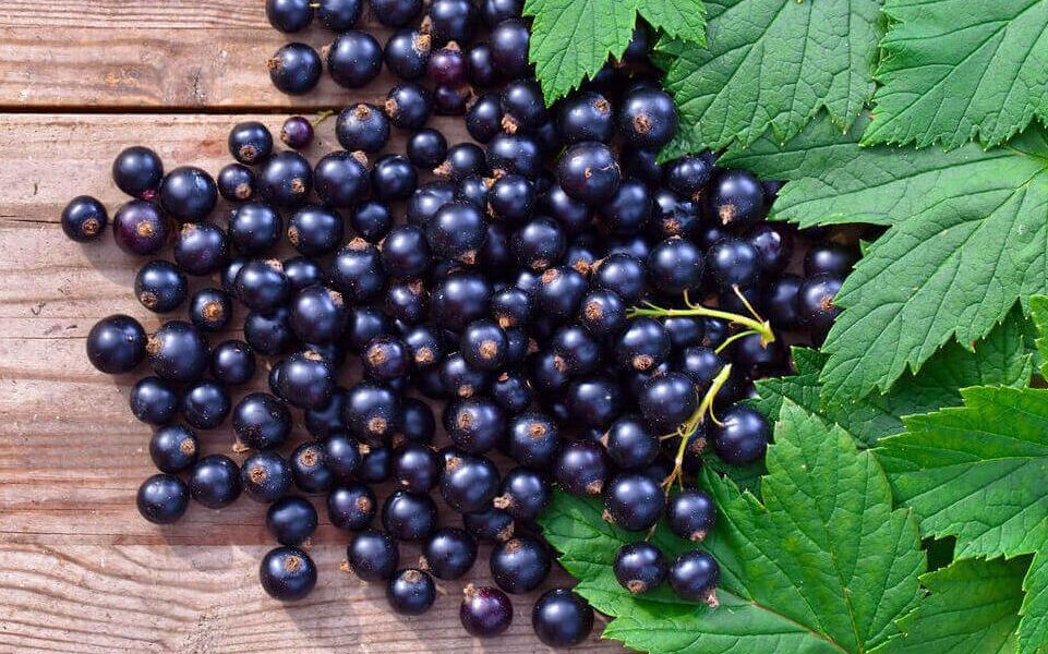 Le cassis, le petit fruit qui fait les grands gourmands